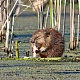 Номинация - Природа Родного края. Евгений Софронов. Водяной крысёныш